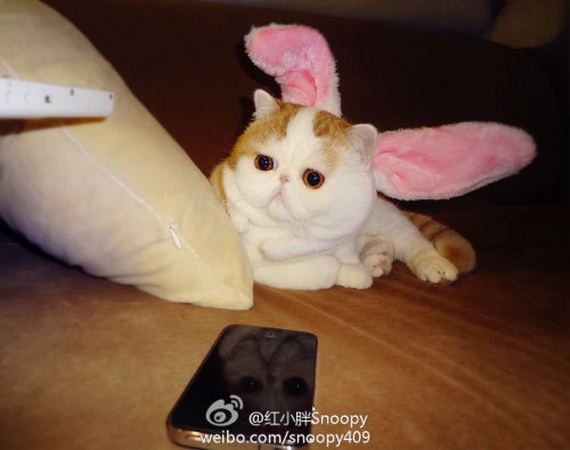 Fashionable Looks Worn By Snoopy The Cat